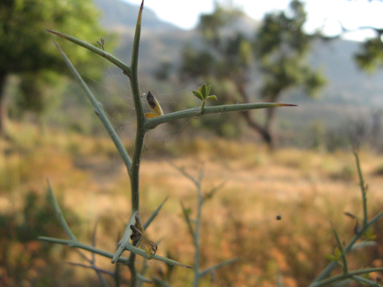 Calicotome spinosa / Sparzio spinoso